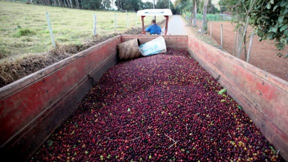 Embarque de café pode variar em até 33 milhões de sacas em cenário otimista