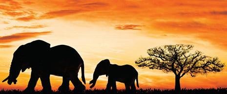 O sagrado fruto africano O sagrado fruto africano