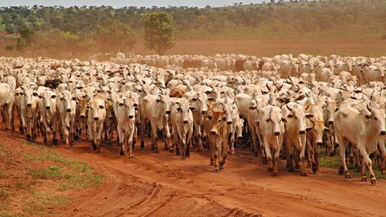 Amapá é reconhecido como área livre de aftosa com vacinação Amapá é reconhecido como área livre de aftosa com vacinação