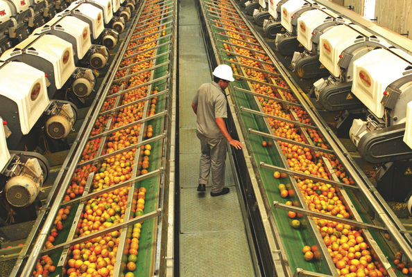 Safra 2015/2016 da laranja é reestimada em 289,92 milhões de caixas Safra 2015/2016 da laranja é reestimada em 289,92 milhões de caixas