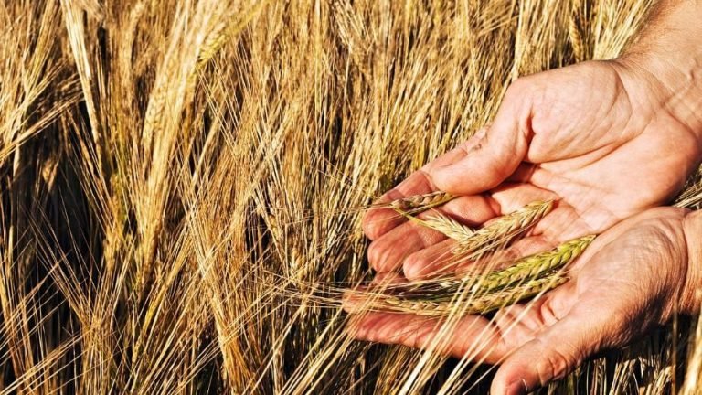 Emater confirma quebra de 52% na produção de trigo no RS este ano Emater confirma quebra de 52% na produção de trigo no RS este ano