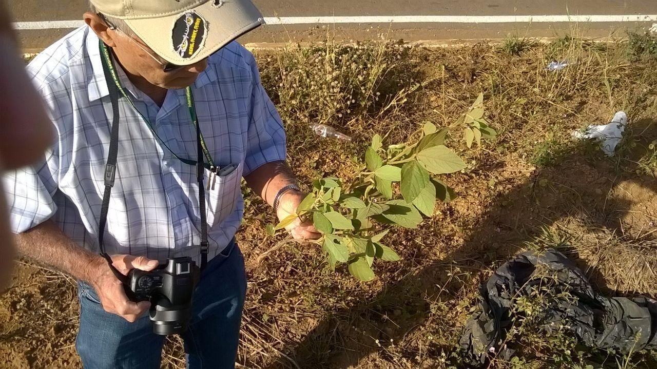 Mapa suspende registro de 63 fungicidas para controle da ferrugem da soja Mapa suspende registro de 63 fungicidas para controle da ferrugem da soja