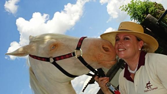 As lições de um cavalo