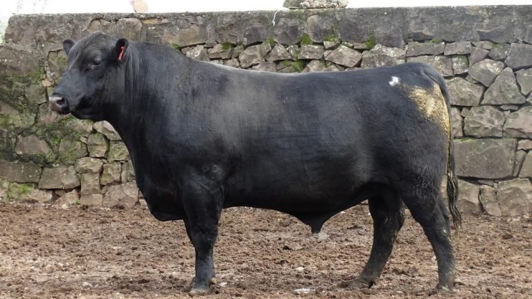 Versão 2.0 de famoso touro Angus promete movimentar o mercado Versão 2.0 de famoso touro Angus promete movimentar o mercado