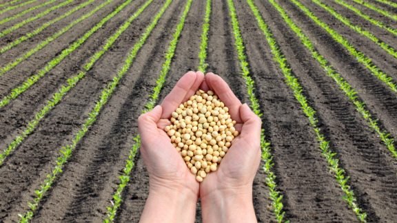 USDA mantém projeção para estoques de soja e corta estimativa para milho