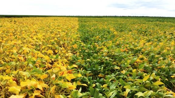 Fundação Mato Grosso recebe mais de 500 produtores em dois dias de campo
