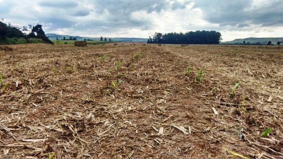 Primeira fábrica que produz papel a partir da palha da cana é inaugurada em São Paulo