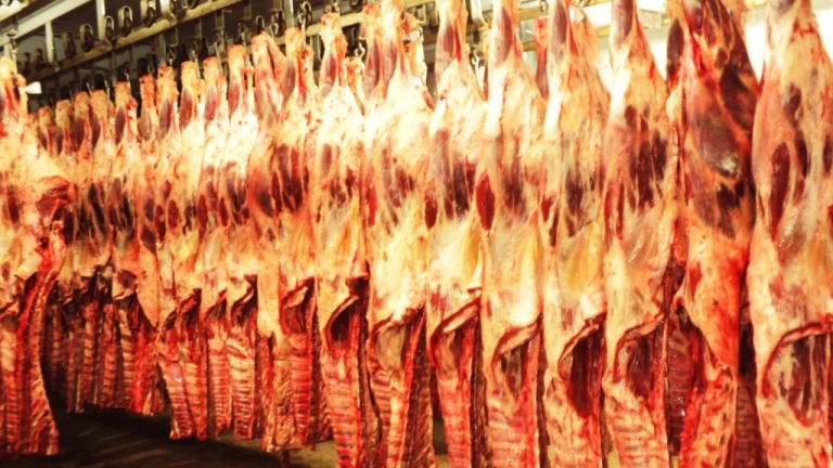 Carne: organização dos EUA pede padrões sanitários mais rigorosos Carne: organização dos EUA pede padrões sanitários mais rigorosos