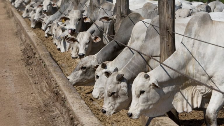 Assocon: número de animais confinados em 2017 deve atingir 3,38 mi/cabeças Assocon: número de animais confinados em 2017 deve atingir 3,38 mi/cabeças