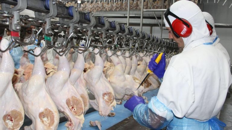 Zimbábue abre mercado para genética avícola do Brasil, diz ABPA Zimbábue abre mercado para genética avícola do Brasil, diz ABPA