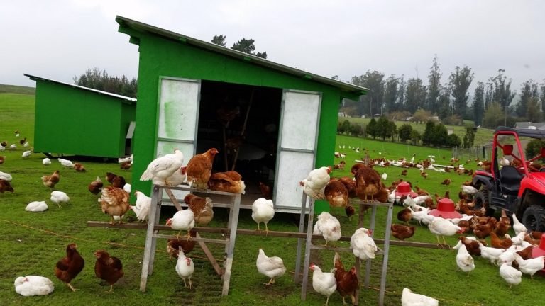 Tyson Foods compra empresa de frango orgânico Tecumseh Poultry Tyson Foods compra empresa de frango orgânico Tecumseh Poultry