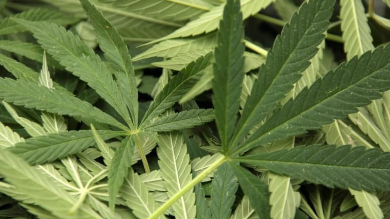 Solução para a crise energética? O etanol que vem da maconha Solução para a crise energética? O etanol que vem da maconha