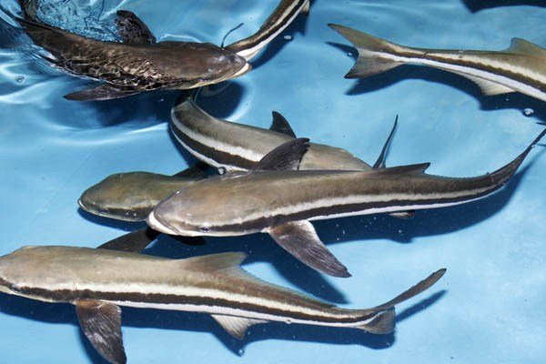 Bijupirá, o salmão brasileiro Bijupirá, o salmão brasileiro