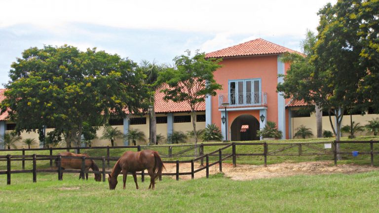 sede: do escritório, que fica junto a uma das instalações com baias, é possível observar alguns dos 250 cavalos mantidos na propriedade 