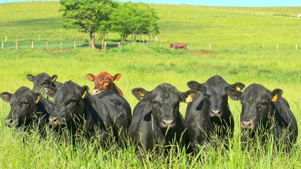 Casa Branca Agropastoril realiza Leilão de Outono das raças angus, brahman e simental Casa Branca Agropastoril realiza Leilão de Outono das raças angus, brahman e simental