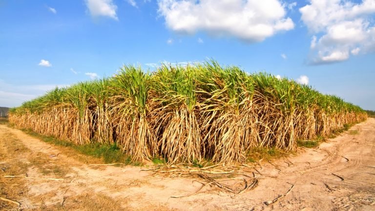Crédito: Foto: Shutterstock Crédito: Foto: Shutterstock