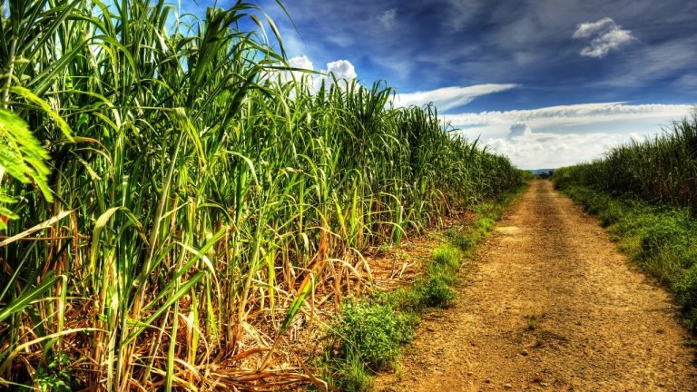 Crédito: Foto: Shutterstock Crédito: Foto: Shutterstock