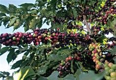 O café precisa de ajuda O café precisa de ajuda