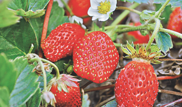 Morango com sabor de axé Morango com sabor de axé