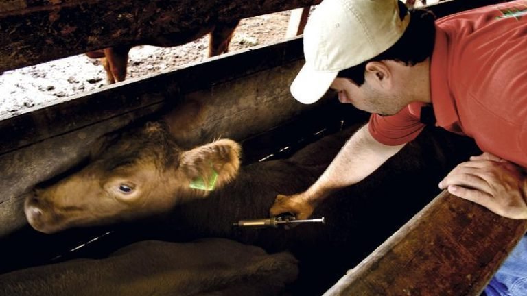 FAEAL alerta produtor rural para prazo da declaração da vacinação da aftosa FAEAL alerta produtor rural para prazo da declaração da vacinação da aftosa