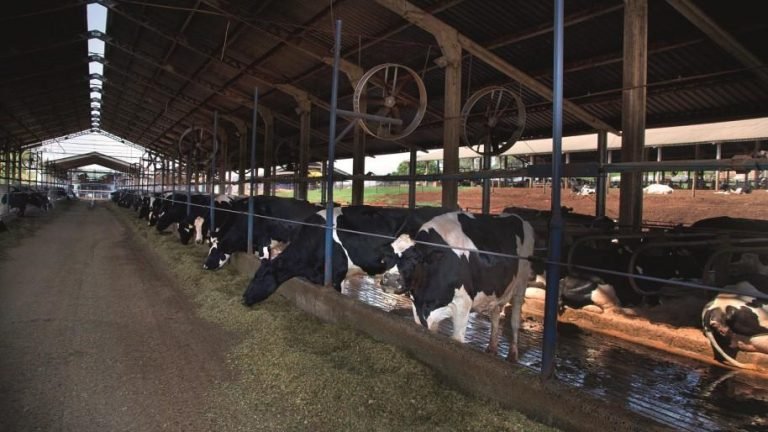 Climatizar o ambiente é alternativa para amenizar queda na produção de leite no verão Climatizar o ambiente é alternativa para amenizar queda na produção de leite no verão