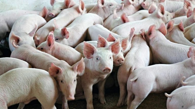 Agroindústria catarinense moderniza sistema Agroindústria catarinense moderniza sistema