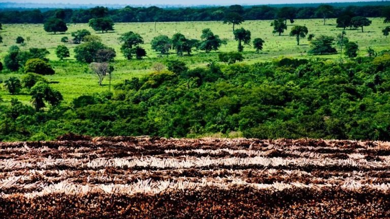 Preço médio das terras no Brasil teve valorização acima de 300% nos últimos anos Preço médio das terras no Brasil teve valorização acima de 300% nos últimos anos