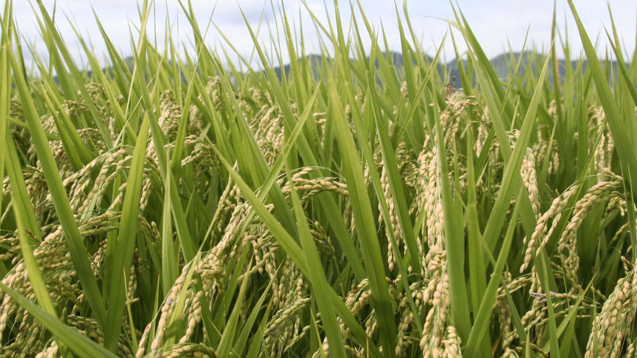 Cientistas criam arroz geneticamente modificado para resistir às ondas de calor