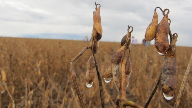 Produtores rurais de seis estados afetados pela seca poderão renegociar dívidas Produtores rurais de seis estados afetados pela seca poderão renegociar dívidas