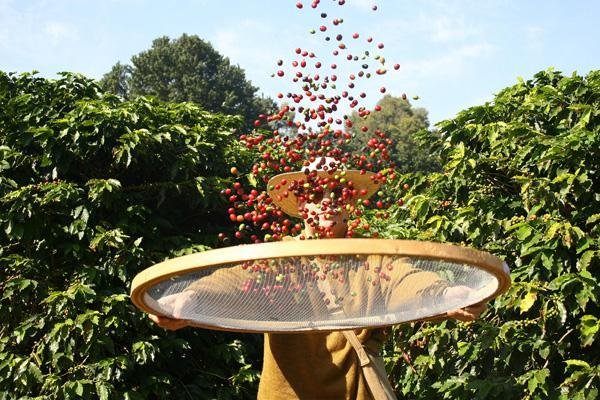 Cooxupé: colheita de café da safra 2019 alcança 66,40% até 12 de julho Cooxupé: colheita de café da safra 2019 alcança 66,40% até 12 de julho