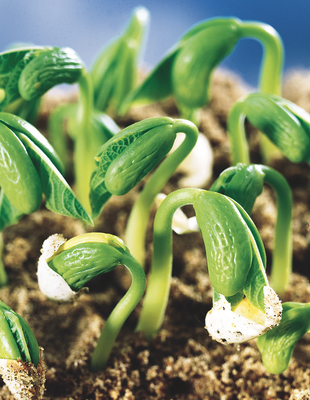 Terra Forte é a nova solução da Ourofino Agrociência Terra Forte é a nova solução da Ourofino Agrociência
