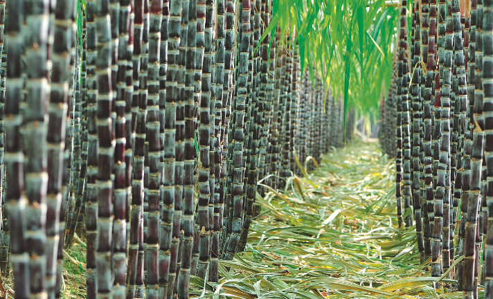 Usinas mantêm maior produção de etanol na safra 2015/2016 Usinas mantêm maior produção de etanol na safra 2015/2016