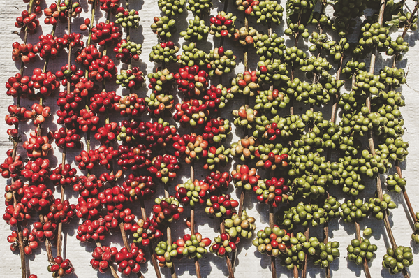 A produção de café em nível mundial prevista para o período está estimada em 168,86 milhões de sacas de 60kg
