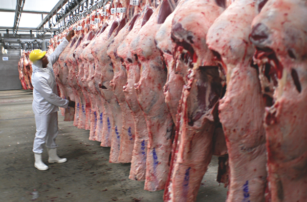 Frigoríficos: o abate de 3,6 milhões de bovinos por ano é realizado em 24 unidades, entre Brasil e Argentina.