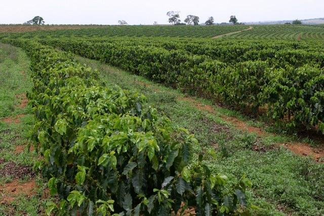 Extensão rural contribui para melhoria da qualidade e sustentabilidade da cafeicultura Extensão rural contribui para melhoria da qualidade e sustentabilidade da cafeicultura