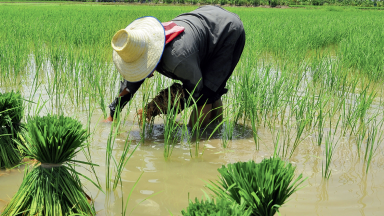 BASF e EPAGRI lançam nova cultivar de arroz durante Dia de Campo em Itajaí BASF e EPAGRI lançam nova cultivar de arroz durante Dia de Campo em Itajaí
