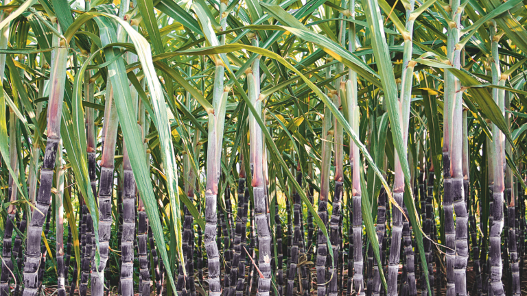 Bayer CropScience lança seu primeiro fungicida para cana-de-açúcar