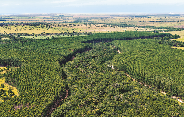campo vivo: a área de florestas plantadas deve sair dos atuais 160 mil hectares para 350 mil hectares nos próximos anos.