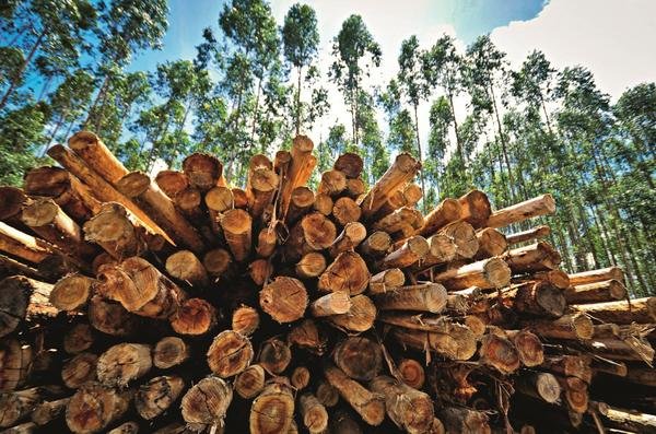 Eldorado Brasil apresenta Plano de Manejo Florestal 2015 Eldorado Brasil apresenta Plano de Manejo Florestal 2015