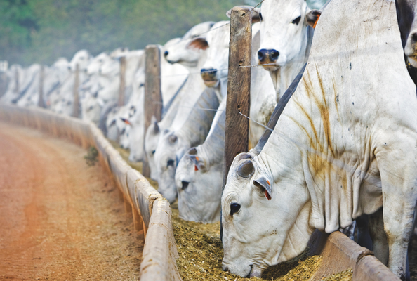 Nutreco renomeia departamento global de pesquisa em nutrição animal e se compromete a dobrar investimentos em P&D Nutreco renomeia departamento global de pesquisa em nutrição animal e se compromete a dobrar investimentos em P&D