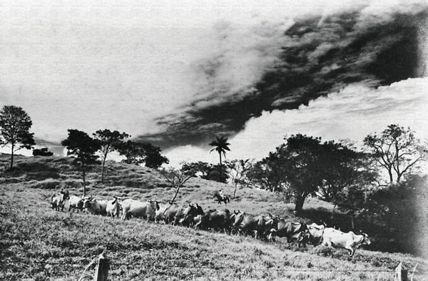 1940 Com a produção da siderúrgica de Volta Redonda (RJ), o arame farpado passa a ser usado no campo. Durante a Segunda Guerra Mundial, o Brasil amplia sua exportação de carne de 50 mil toneladas para 127 mil toneladas.