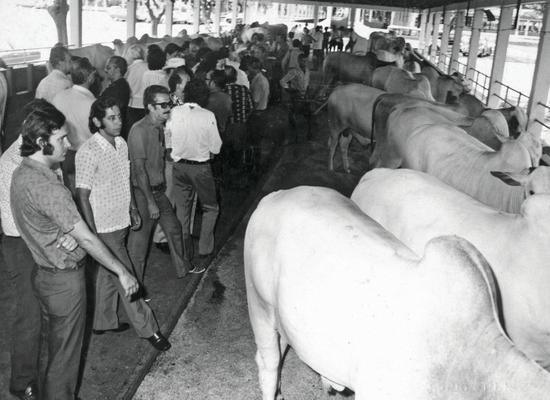 1970 O capim braquiária se expande para as áreas em que a pecuária tinha pouca penetração. A ABCZ inicia as suas provas de ganho de peso. É criada pelo governo federal a Empresa Brasileira de Pesquisa Agropecuária (Embrapa).