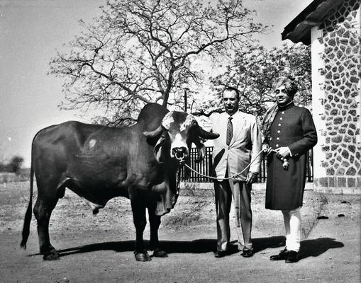 Caminho da Índia: o patriarca Celso Garcia Cid comprando gado zebu, ao lado do marajá de Bhavnagar.