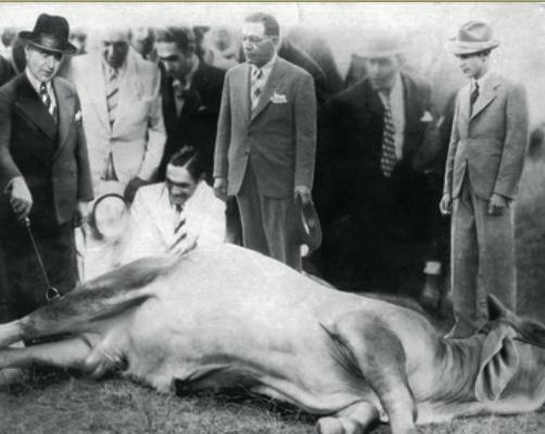 1930 Início do registro de animais pela Sociedade Rural do Triângulo Mineiro (nome antigo da ABCZ). Começa a ser plantado em São Paulo o capim colonião.