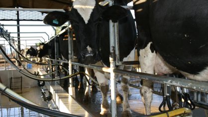 Índice Cepea/USP mostra mercado morno para o leite - Dinheiro Rural