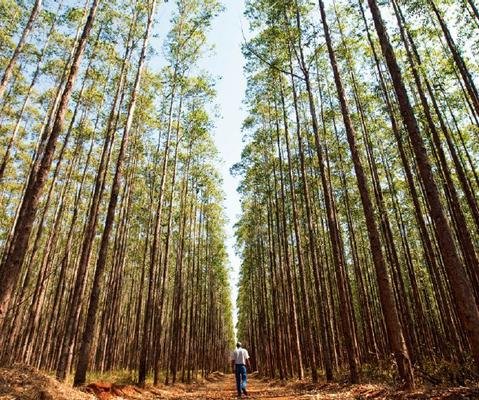 Indústria de árvores plantadas tem papel essencial na absorção de CO2 Indústria de árvores plantadas tem papel essencial na absorção de CO2