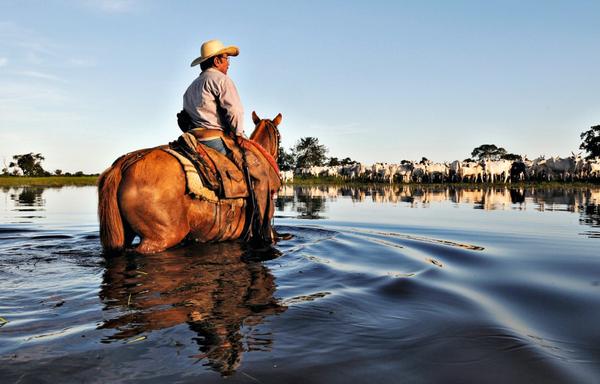 Pantanal sustentável: associação de 18 produtores de gado protege 130 mil ha de um dos principais biomas do mundo e mostra que é possível ter lucro com a ecologia. Adriano Gambarini e Rafael Hupsel