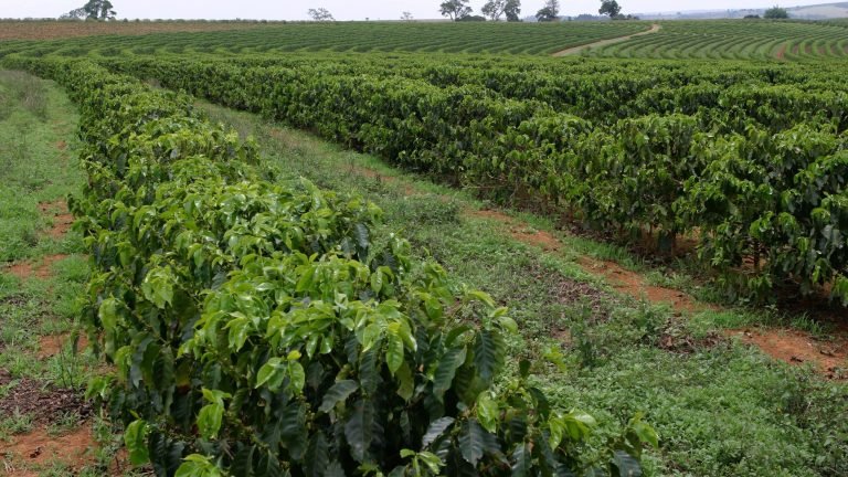Safra 2015 de café deve ficar em 44,28 milhões de sacas Safra 2015 de café deve ficar em 44,28 milhões de sacas