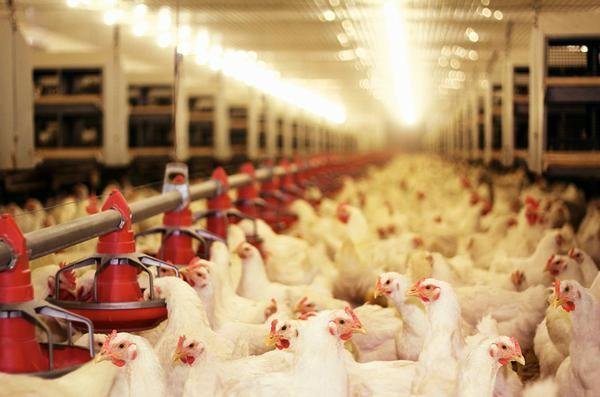 Recuo na demanda interna gera estoques e preços do frango caem, diz Cepea Recuo na demanda interna gera estoques e preços do frango caem, diz Cepea
