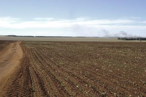Apesar da queda de área esperada para o verão, contexto dos preços deve incentivar cultivo da “safrinha” de milho Apesar da queda de área esperada para o verão, contexto dos preços deve incentivar cultivo da “safrinha” de milho